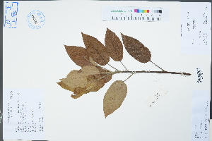 (Malus pumila - Ge04461)  @11 [ ] CreativeCommons  Attribution Non-Commercial Share-Alike  Unspecified Herbarium of South China Botanical Garden