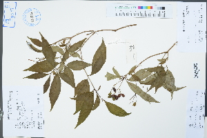  (Rauvolfia verticillata - Ge04467)  @11 [ ] CreativeCommons  Attribution Non-Commercial Share-Alike  Unspecified Herbarium of South China Botanical Garden