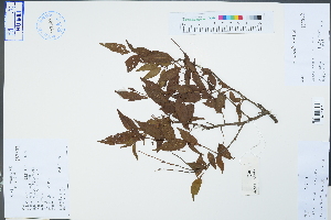  ( - Ge04474)  @11 [ ] CreativeCommons  Attribution Non-Commercial Share-Alike  Unspecified Herbarium of South China Botanical Garden