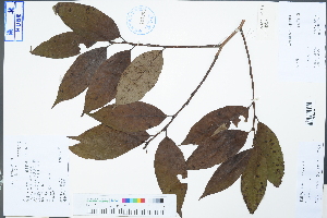  ( - Ge04475)  @11 [ ] CreativeCommons  Attribution Non-Commercial Share-Alike  Unspecified Herbarium of South China Botanical Garden