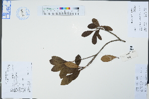  (Ternstroemia gymnanthera - Ge04479)  @11 [ ] CreativeCommons  Attribution Non-Commercial Share-Alike  Unspecified Herbarium of South China Botanical Garden