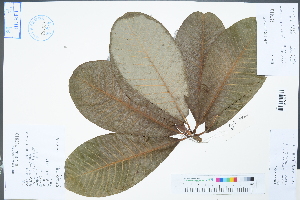  (Magnolia officinalis - Ge04483)  @11 [ ] CreativeCommons  Attribution Non-Commercial Share-Alike  Unspecified Herbarium of South China Botanical Garden