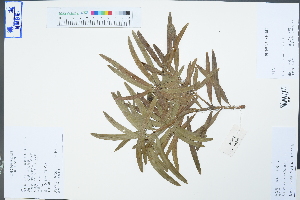  (Podocarpus - Ge04490)  @11 [ ] CreativeCommons  Attribution Non-Commercial Share-Alike  Unspecified Herbarium of South China Botanical Garden