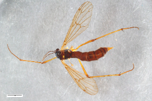  (Ptychoptera minuta - ZFMK-TIS-2004624)  @13 [ ] CreativeCommons - Attribution Non-Commercial Share-Alike (2015) Unspecified Zoologisches Forschungsmuseum Alexander Koenig
