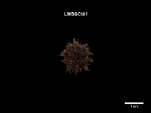  ( - LMBSCt16-001)  @11 [ ] Unspecified (default): All Rights Reserved  Unspecified Unspecified