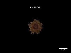 ( - LMBSCt16-001)  @11 [ ] Unspecified (default): All Rights Reserved  Unspecified Unspecified