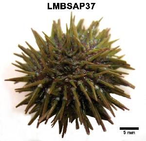  ( - LMBSAP32-001)  @11 [ ] Unspecified (default): All Rights Reserved  Unspecified Unspecified