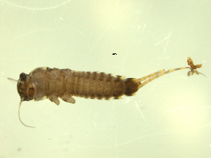  (Ephemerella sp. CABIN1 - Cbref-108)  @13 [ ] CreativeCommons - Attribution (2009) CBG Photography Group Centre for Biodiversity Genomics