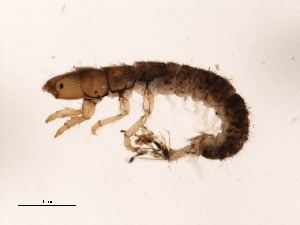  ( - Cbind-210)  @13 [ ] CreativeCommons - Attribution (2009) CBG Photography Group Centre for Biodiversity Genomics