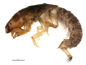  (Diplectrona modesta HPGP2 - Cbind-076)  @14 [ ] CreativeCommons - Attribution (2009) CBG Photography Group Centre for Biodiversity Genomics