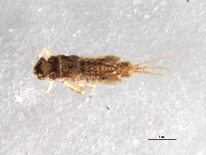  ( - Cbref-056)  @12 [ ] CreativeCommons - Attribution (2009) CBG Photography Group Centre for Biodiversity Genomics