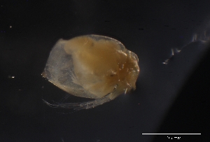  (Ceriodaphnia cf. Laticaudata - CH858-D03)  @11 [ ] CreativeCommons  Attribution Non-Commercial Share-Alike (2015) Manuel Elías Gutiérrez El Colegio de la Frontera Sur
