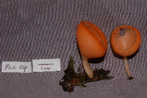  (Cookeina tricholoma - RLC4)  @11 [ ] CreativeCommons - Attribution (2010) Bryn Dentinger Unspecified