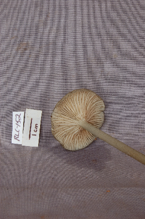  (Entoloma caeruleomarginatum - RLC152)  @11 [ ] CreativeCommons - Attribution Non-Commercial Share-Alike (2010) Mycology Division, Royal Ontario Museum Royal Ontario Museum