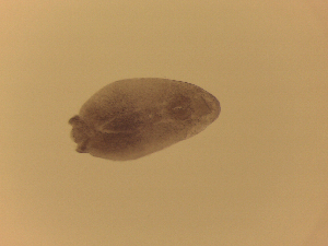  (Diplostomum sp. 3 SAL-2008 - Diplo.sp.LH_Nm10_IPA.Specimen1_NEMEIPA1)  @12 [ ] Unspecified (default): All Rights Reserved  Unspecified Unspecified