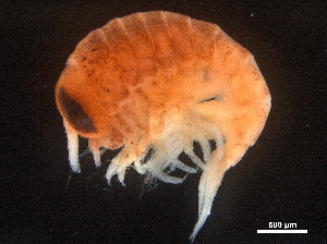  ( - CHARS00108-E10)  @11 [ ] CreativeCommons - Attribution (2018) CBG Photography Group Centre for Biodiversity Genomics