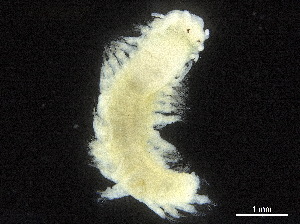  ( - CHARS00106-D07)  @11 [ ] CreativeCommons - Attribution (2018) CBG Photography Group Centre for Biodiversity Genomics