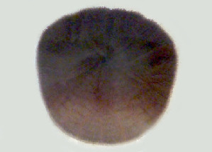  ( - CCDB-31778 C02)  @11 [ ] CreativeCommons - Attribution Non-Commercial Share-Alike (2018) Peter J. Bryant University of California, Irvine
