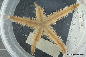  ( - ZMBN_106167)  @11 [ ] CreativeCommons - Attribution Non-Commercial Share-Alike (2016) University of Bergen Natural History Collections