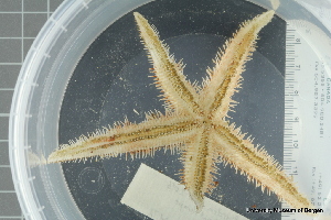  ( - ZMBN_106167)  @11 [ ] CreativeCommons - Attribution Non-Commercial Share-Alike (2016) University of Bergen Natural History Collections
