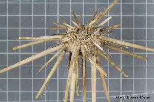  (Cidaris cidaris - ZMBN_106173)  @11 [ ] CreativeCommons - Attribution Non-Commercial Share-Alike (2016) University of Bergen Natural History Collections