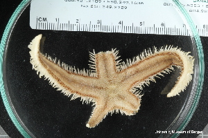  ( - ZMBN_106193)  @11 [ ] CreativeCommons - Attribution Non-Commercial Share-Alike (2016) University of Bergen Natural History Collections