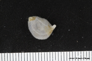  ( - ZMBN_106238)  @11 [ ] CreativeCommons - Attribution Non-Commercial Share-Alike (2016) University of Bergen Natural History Collections