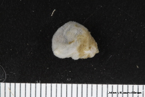  ( - ZMBN_106239)  @11 [ ] CreativeCommons - Attribution Non-Commercial Share-Alike (2016) University of Bergen Natural History Collections