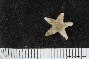  ( - ZMBN_106251)  @11 [ ] CreativeCommons - Attribution Non-Commercial Share-Alike (2016) University of Bergen Natural History Collections
