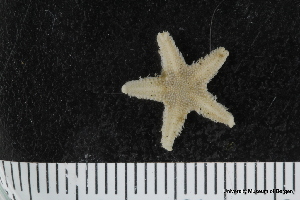  ( - ZMBN_106252)  @11 [ ] CreativeCommons - Attribution Non-Commercial Share-Alike (2016) University of Bergen Natural History Collections