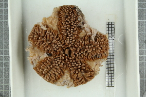 ( - ZMBN_106360)  @11 [ ] CreativeCommons - Attribution Non-Commercial Share-Alike (2016) University of Bergen Natural History Collections