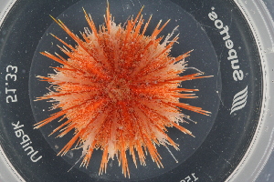  ( - ZMBN_107479)  @11 [ ] CreativeCommons - Attribution Non-Commercial Share-Alike (2018) University of Bergen Natural History Collections