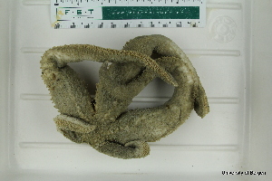  ( - ZMBN_112703)  @11 [ ] CreativeCommons - Attribution Non-Commercial Share-Alike (2019) University of Bergen Natural History Collections