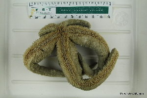  ( - ZMBN_112703)  @11 [ ] CreativeCommons - Attribution Non-Commercial Share-Alike (2019) University of Bergen Natural History Collections