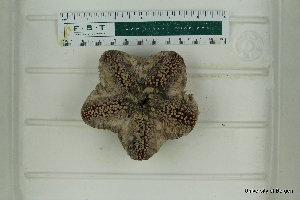  ( - ZMBN_112704)  @11 [ ] CreativeCommons - Attribution Non-Commercial Share-Alike (2019) University of Bergen Natural History Collections