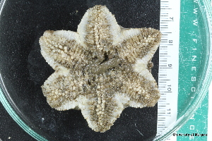  ( - ZMBN_112707)  @11 [ ] CreativeCommons - Attribution Non-Commercial Share-Alike (2019) University of Bergen Natural History Collections