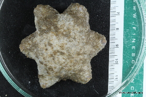  ( - ZMBN_112707)  @11 [ ] CreativeCommons - Attribution Non-Commercial Share-Alike (2019) University of Bergen Natural History Collections