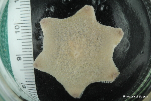  ( - ZMBN_112711)  @11 [ ] CreativeCommons - Attribution Non-Commercial Share-Alike (2019) University of Bergen Natural History Collections
