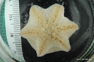  ( - ZMBN_112711)  @11 [ ] CreativeCommons - Attribution Non-Commercial Share-Alike (2019) University of Bergen Natural History Collections