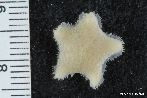  ( - ZMBN_112717)  @11 [ ] CreativeCommons - Attribution Non-Commercial Share-Alike (2019) University of Bergen Natural History Collections