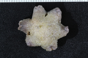  ( - ZMBN_116595)  @11 [ ] CreativeCommons - Attribution Non-Commercial Share-Alike (2017) University of Bergen Natural History Collections