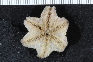  ( - ZMBN_116595)  @11 [ ] CreativeCommons - Attribution Non-Commercial Share-Alike (2017) University of Bergen Natural History Collections