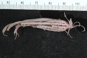  ( - ZMBN_116604)  @11 [ ] CreativeCommons - Attribution Non-Commercial Share-Alike (2017) University of Bergen Natural History Collections