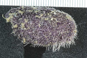  ( - ZMBN_116610)  @11 [ ] CreativeCommons - Attribution Non-Commercial Share-Alike (2017) University of Bergen Natural History Collections