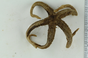  ( - ZMBN_116617)  @11 [ ] CreativeCommons - Attribution Non-Commercial Share-Alike (2017) University of Bergen Natural History Collections
