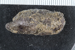 ( - ZMBN_116641)  @11 [ ] CreativeCommons - Attribution Non-Commercial Share-Alike (2017) University of Bergen Natural History Collections