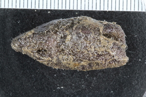  ( - ZMBN_116641)  @11 [ ] CreativeCommons - Attribution Non-Commercial Share-Alike (2017) University of Bergen Natural History Collections