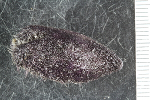  ( - ZMBN_116652)  @11 [ ] CreativeCommons - Attribution Non-Commercial Share-Alike (2017) University of Bergen Natural History Collections