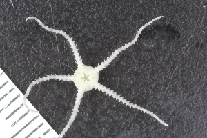  ( - ZMBN_120525)  @11 [ ] CreativeCommons - Attribution Non-Commercial Share-Alike (2018) University of Bergen Natural History Collections