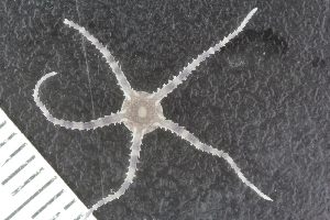  ( - ZMBN_120525)  @11 [ ] CreativeCommons - Attribution Non-Commercial Share-Alike (2018) University of Bergen Natural History Collections